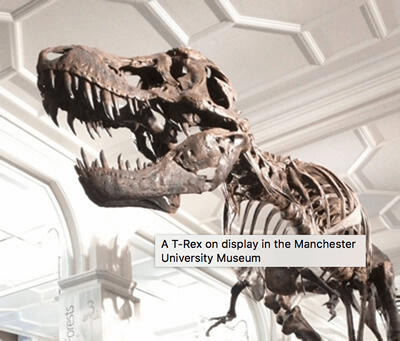 Une image de dinosaure, avec une info-bulle affichant « Un T-Rex exposé au musée de l'université de Manchester. »